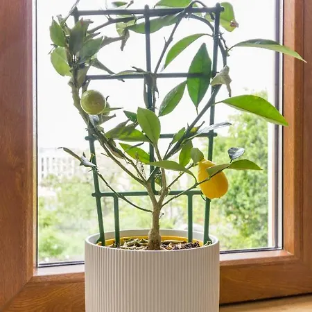 Chic 3 Bedroom * Kolozsvár