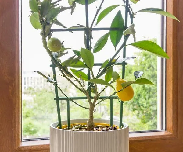 Chic 3 Bedroom * Cluj-Napoca